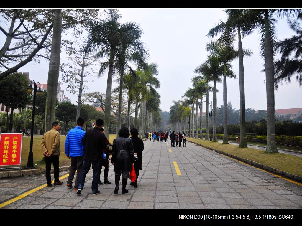 厦门大学 摄影 雁南飞.