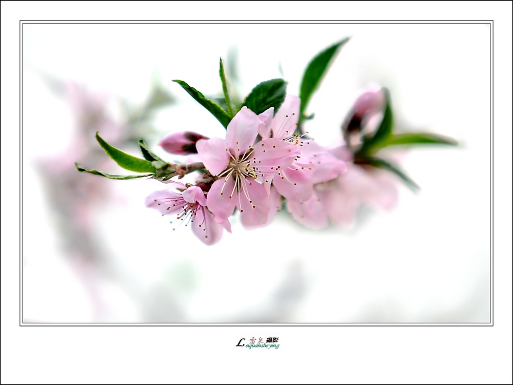 春花 摄影 雷泉