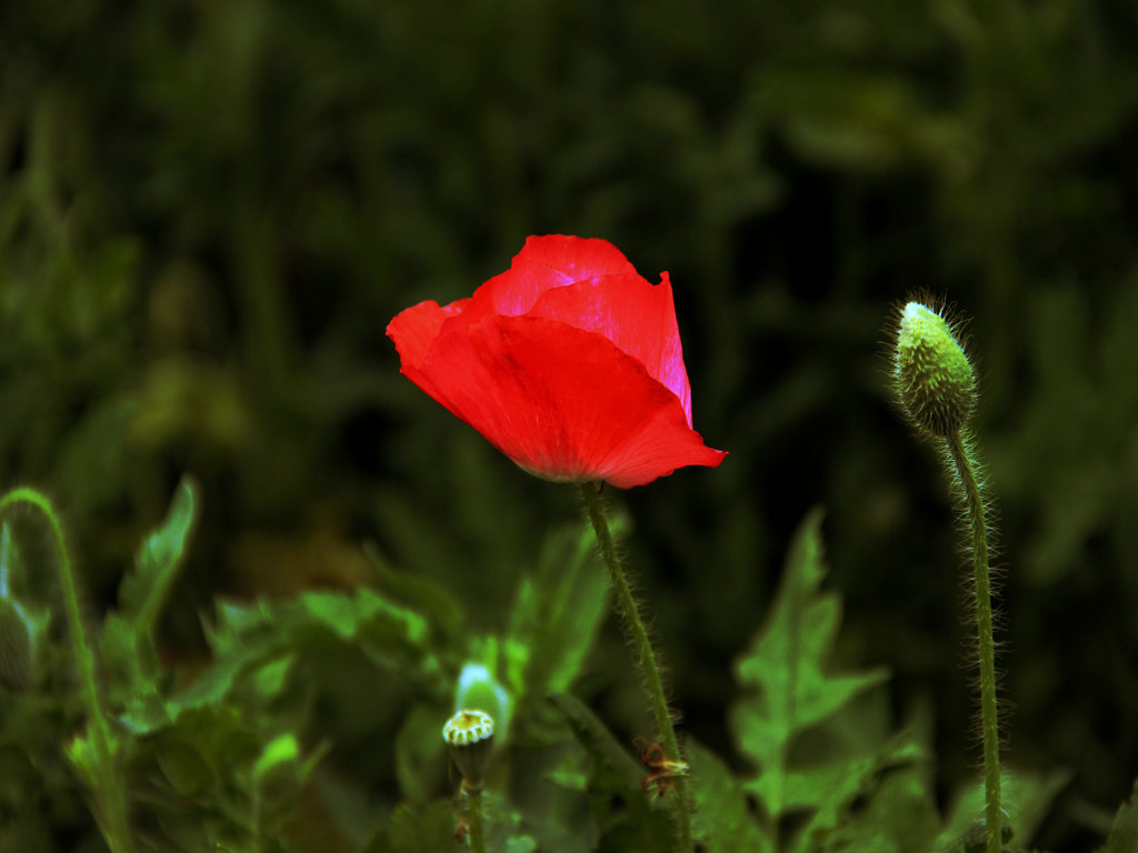 花，蕊相伴 摄影 样样新