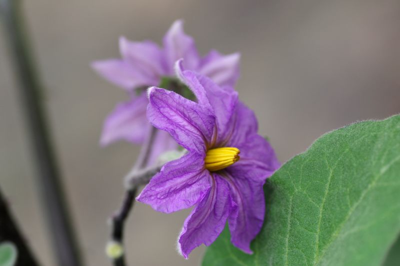 茄子花 摄影 如水闲情