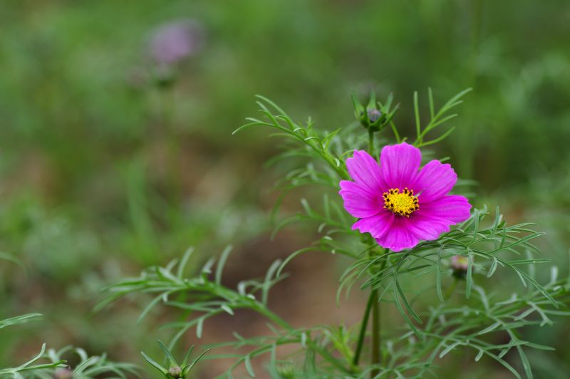 格桑花 摄影 如水闲情