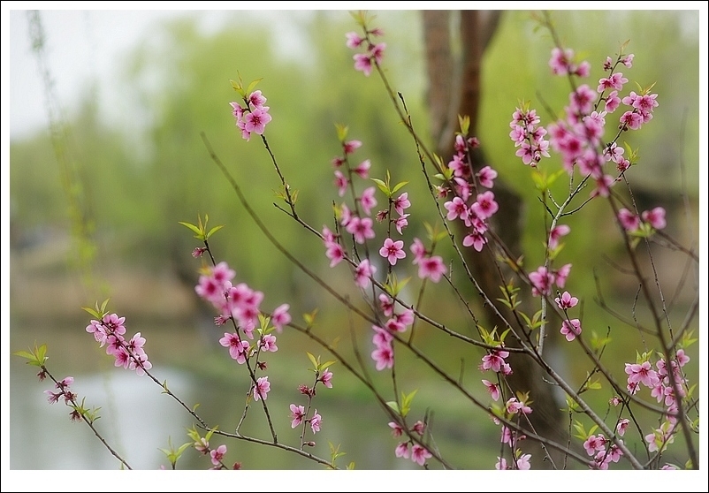 柳暗花明 摄影 银色黄金