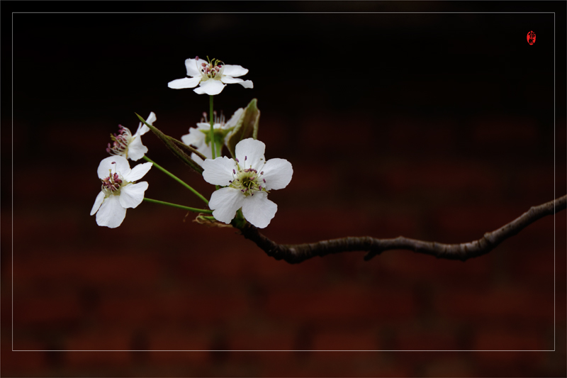 那些花儿_梨花（三） 摄影 悠然听雪