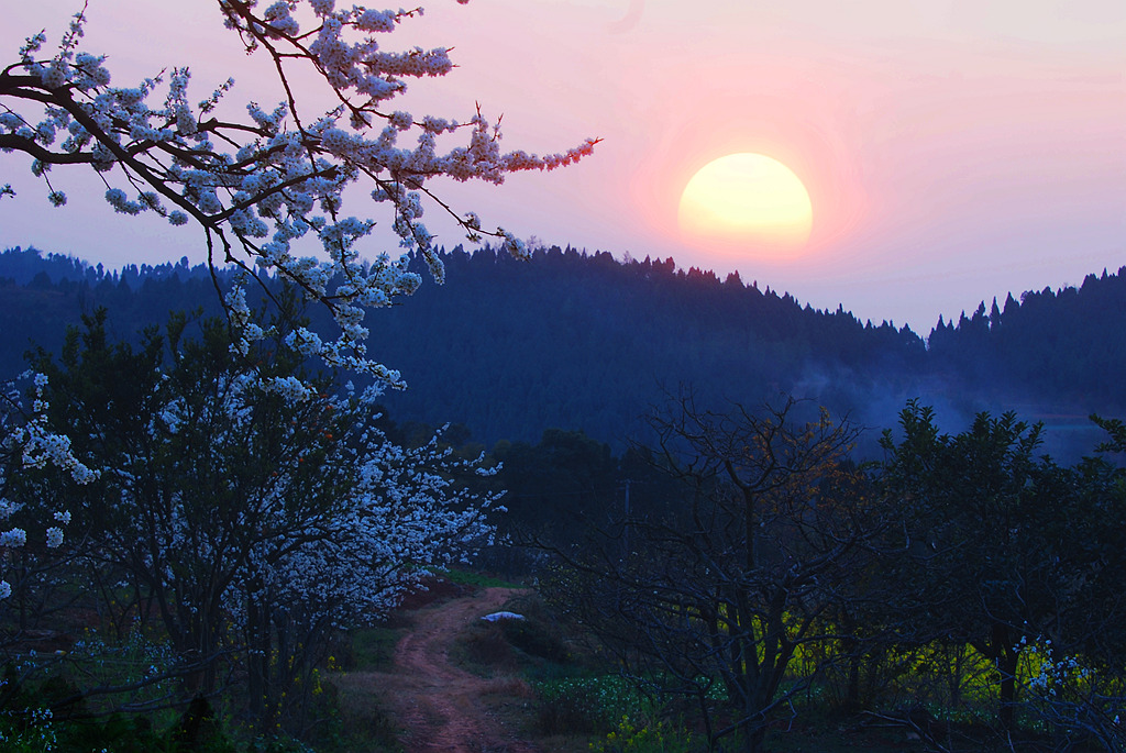 山间夕阳映桃李 摄影 竹林後山人