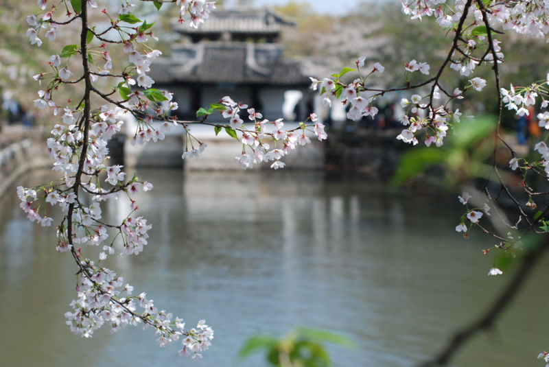 樱花祭 摄影 小红椒