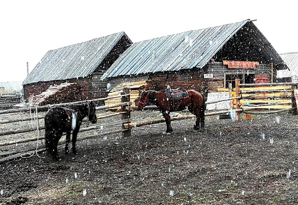 禾木村风光46—大雪纷飞 摄影 闲心飘逸