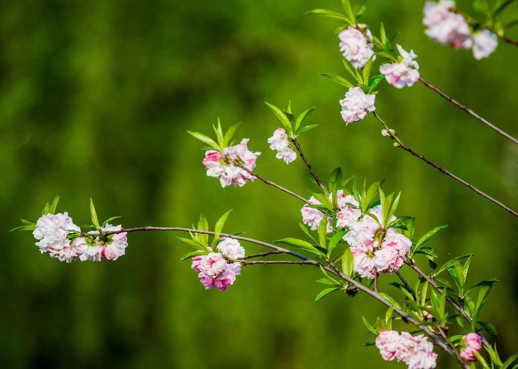 桃花 摄影 gujunyi803