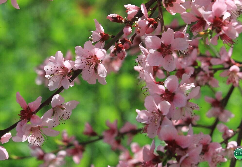 春暖花开 摄影 于搏