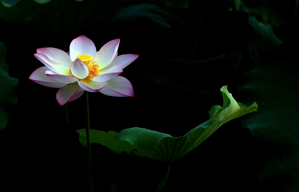 荷花与绿叶 摄影 尤瑟夫