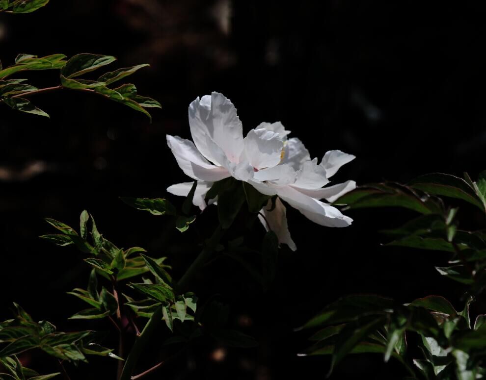 芍药 摄影 于搏