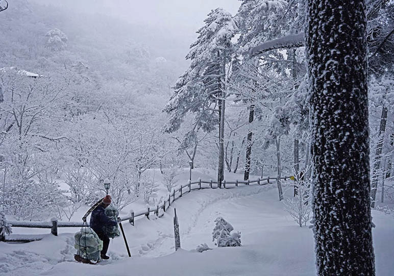 黄山雪10 摄影 拂锺无声