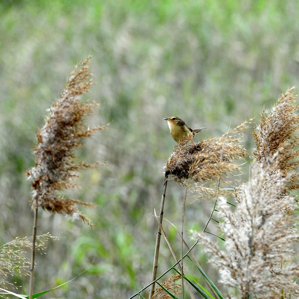 芦苇丛中的小鸟（16.04.08--44） 摄影 rryy