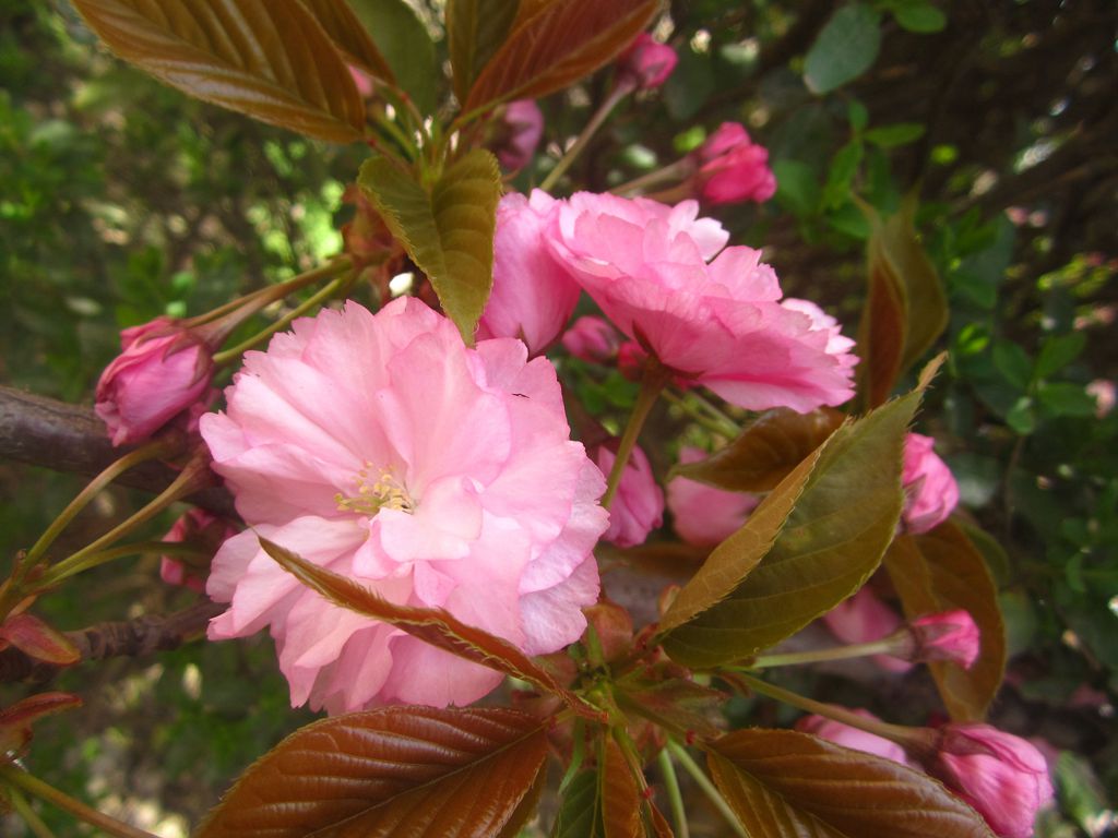 樱花 摄影 莺歌燕舞