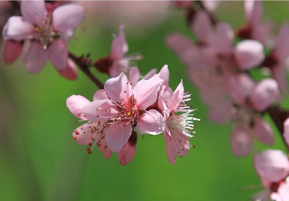 春暖花开 摄影 于搏