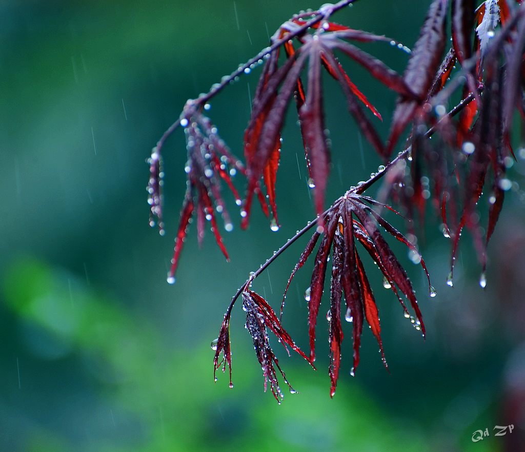 青岛的春雨 摄影 qdzp