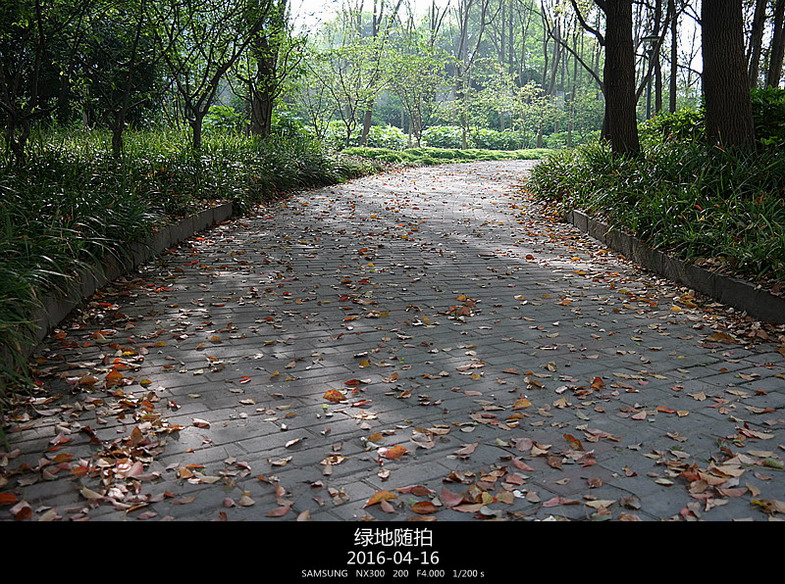 美丽的路 摄影 夜雨听蕉