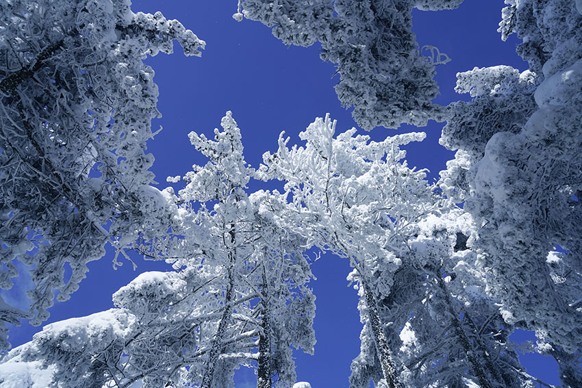 黄山雪12 摄影 拂锺无声