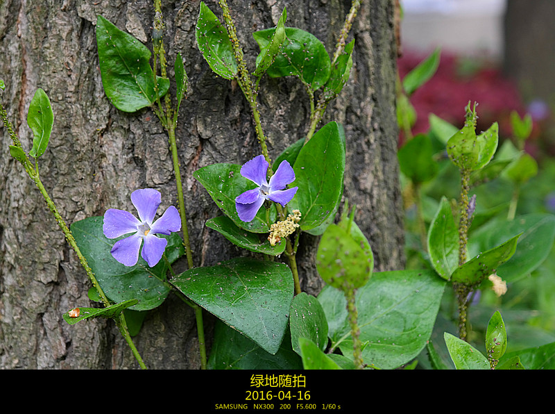 相依为命 摄影 夜雨听蕉