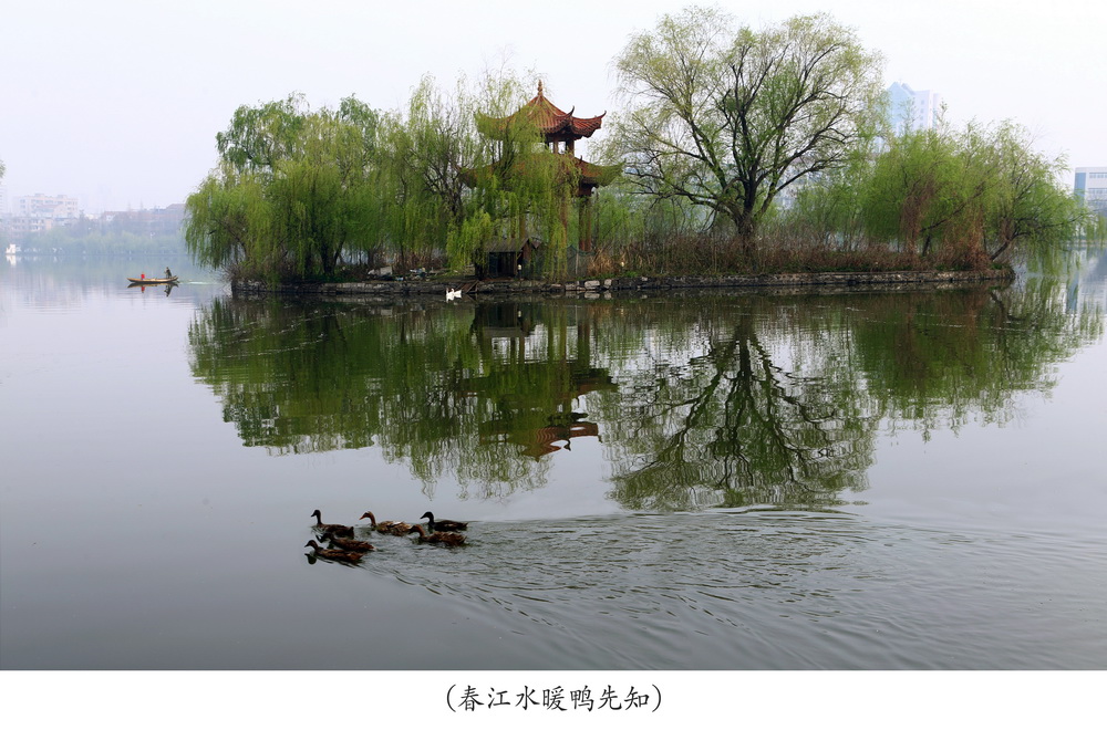 春江水暖鸭先知 摄影 蕊宝贝