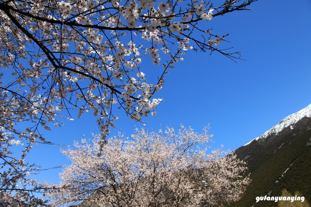 雪山下的桃花源 摄影 gufanyuanyin