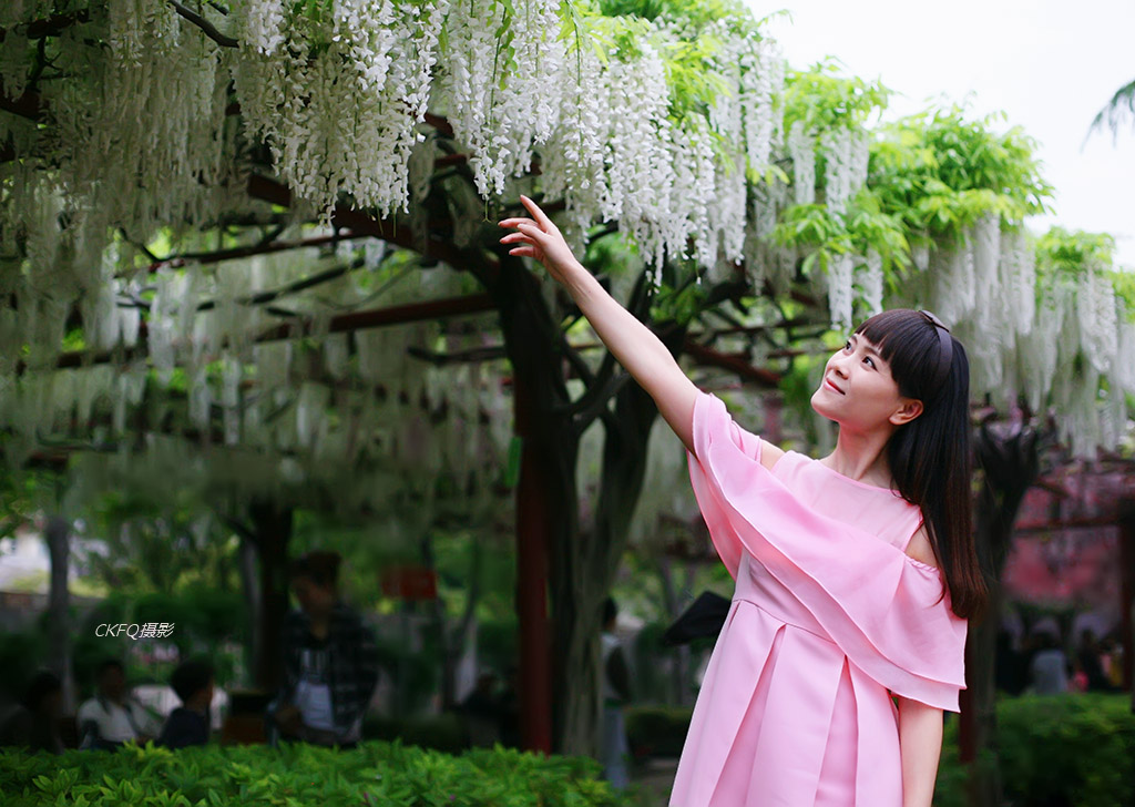 紫藤花开 摄影 ckfq