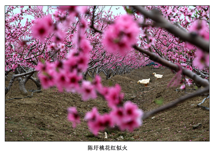 《桃花源里有人家》 摄影 wyl5107181