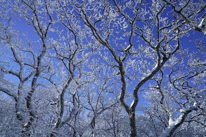 黄山雪13 摄影 拂锺无声