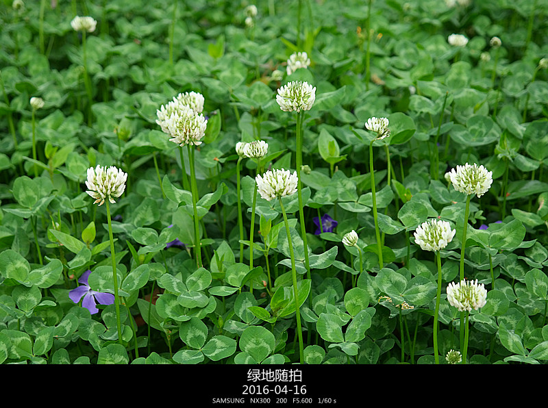 绿地春色 摄影 夜雨听蕉