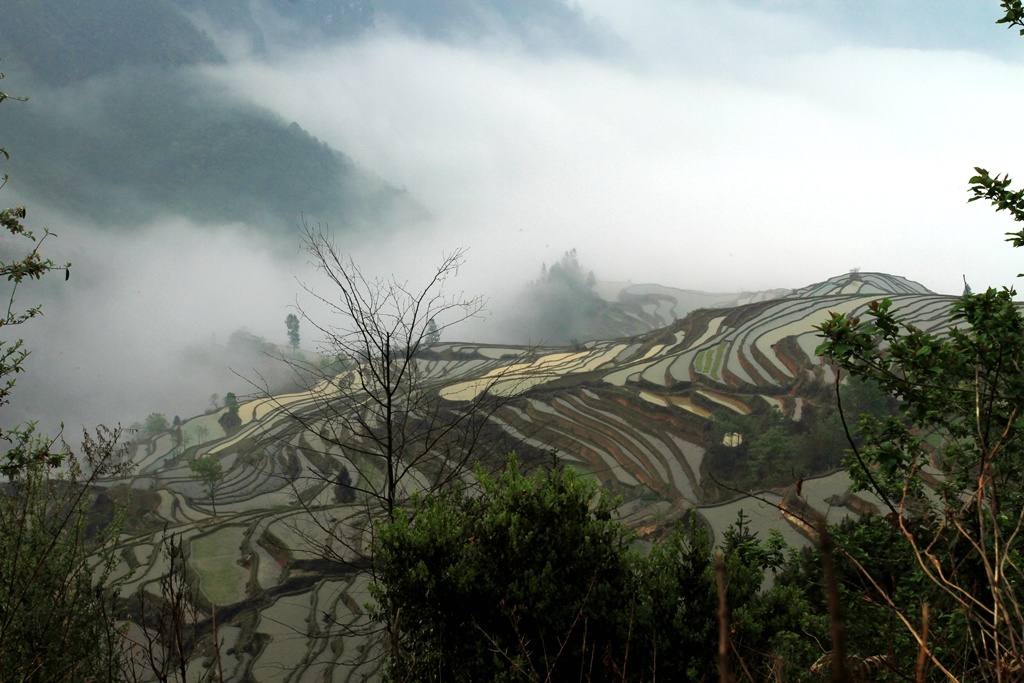 高山梯田晨韵 摄影 寒心