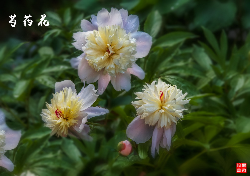 芍药花 摄影 gujunyi803