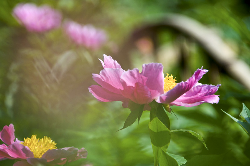 芍药牡丹 摄影 珍珠梅