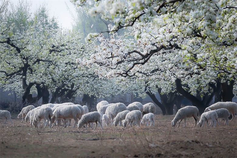 北京房山琉璃河万亩梨花园 摄影 JIANGYUE