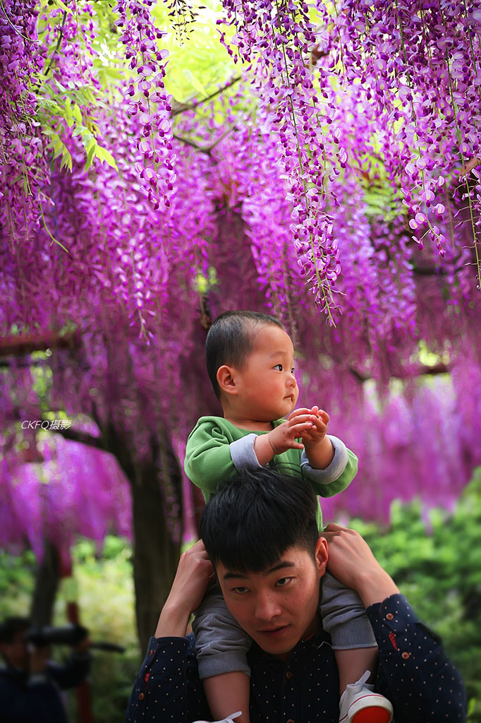 带宝宝赏花 摄影 ckfq