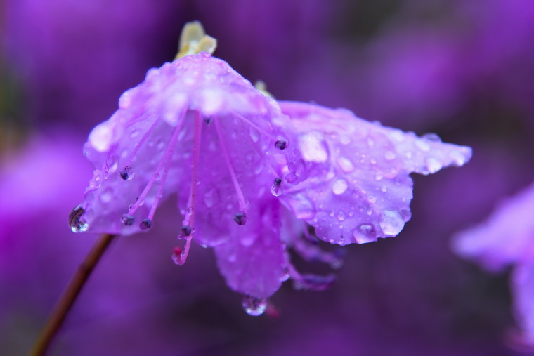 雨中达子香 摄影 凌剑箫风