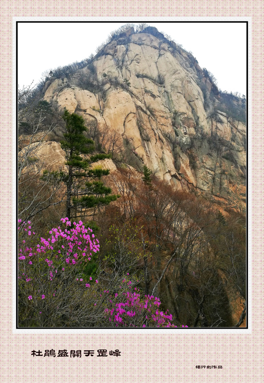 杜鹃盛开天罡峰 摄影 独行剑