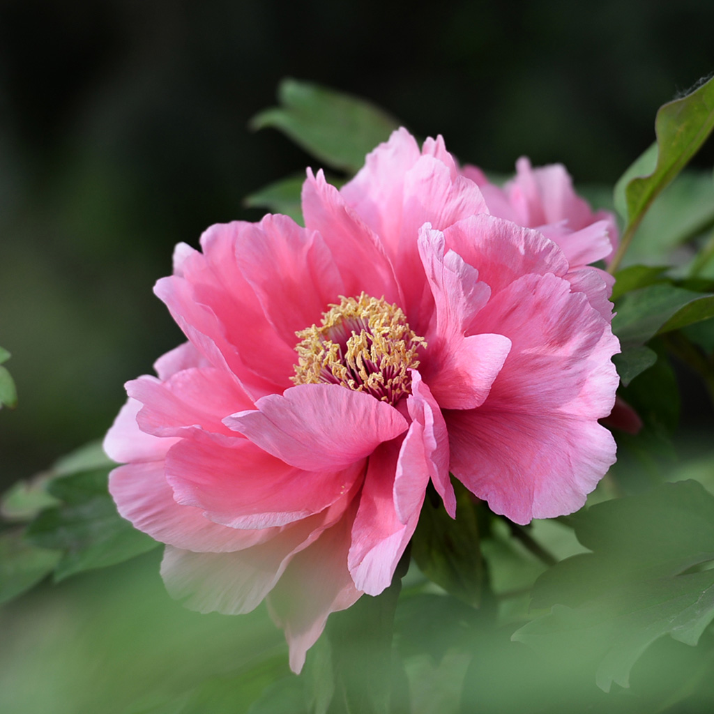 国花 摄影 津门吉祥三宝