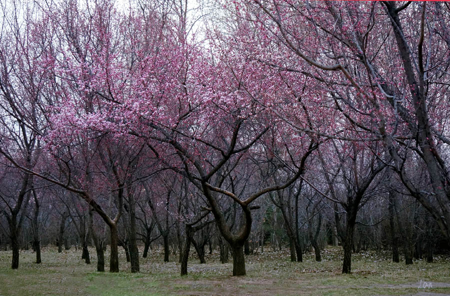 一树.春花 摄影 指间.蓝