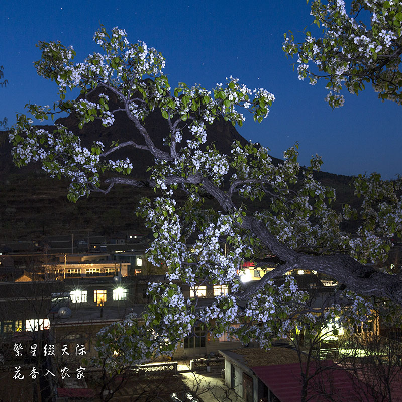 繁星缀天际，花香入农家 摄影 老茶