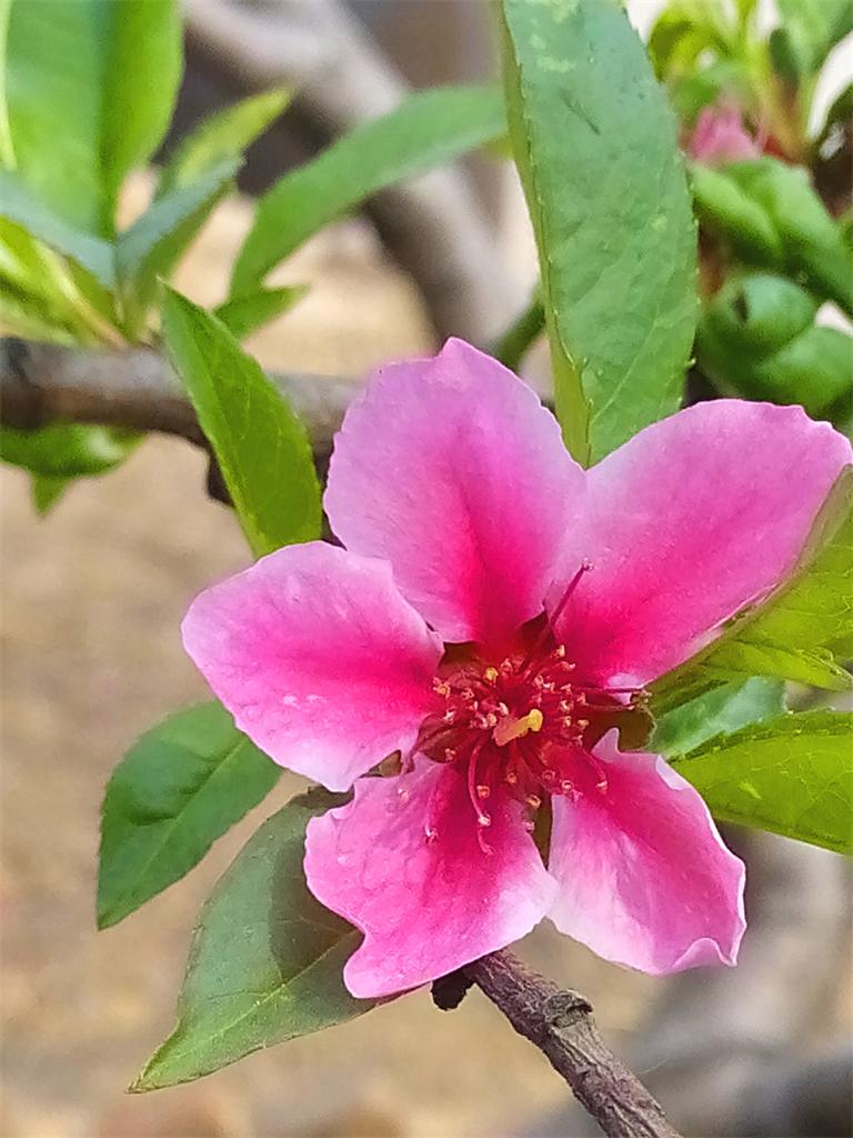 桃花。 摄影 快乐孙老头