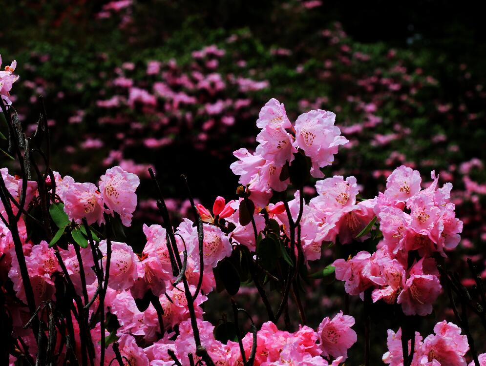 神农架高山杜鹃花 摄影 于搏