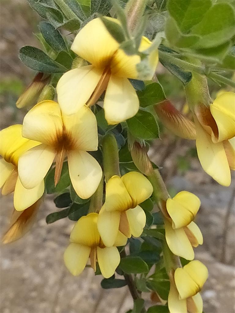 山槐花。 摄影 快乐孙老头