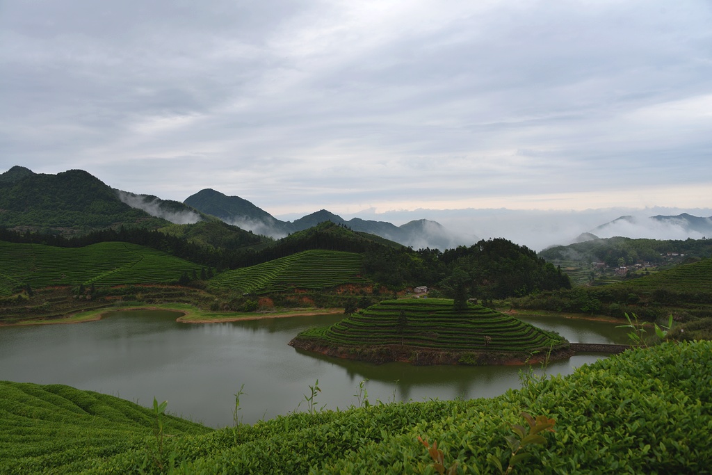 高山茶园 摄影 千岛湖