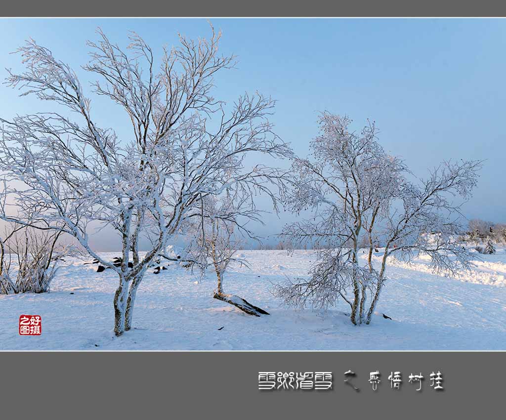 《雪乡看雪》之感悟树挂 摄影 一路有你