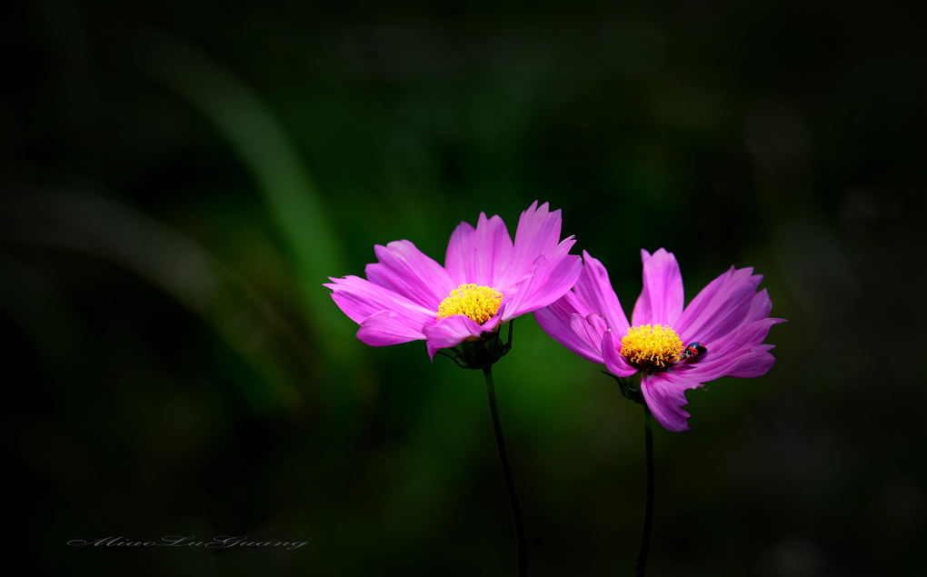 锦上添“花” 摄影 鲁光