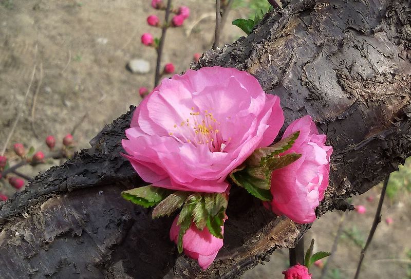 春花 摄影 深水无澜