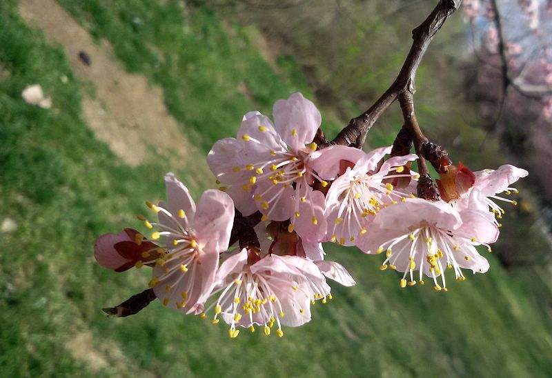 春花 摄影 深水无澜