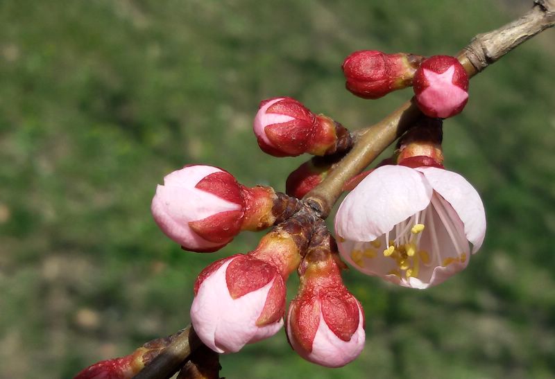 春花 摄影 深水无澜