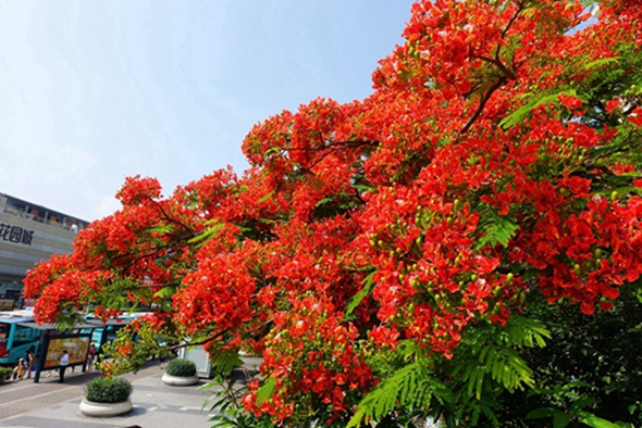 花园城的花 摄影 黄大地