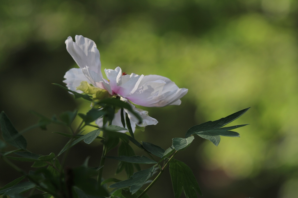 又是牡丹花开时 摄影 柏岩