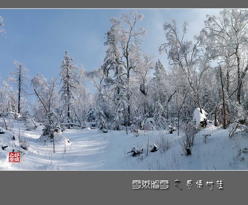 《雪乡看雪》之感悟树挂 摄影 一路有你